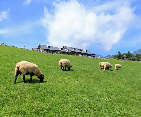 羊牧場